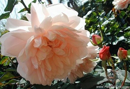 'Gruss an Aachen (Hybrid Tea, Hinner, 1909)' rose photo