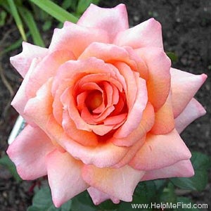 'Apricot Queen (hybrid tea, Howard, 1940)' rose photo