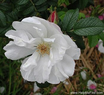 'Henry Hudson' rose photo