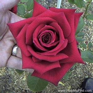 'Hoagy Carmichael' rose photo