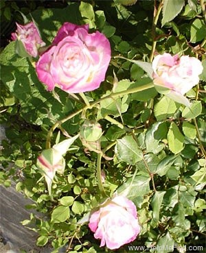 'Homère' rose photo