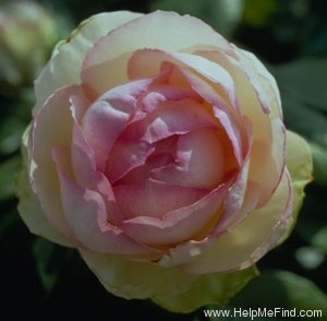 'Honore de Balzac ®' rose photo