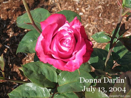 'Donna Darlin'' rose photo