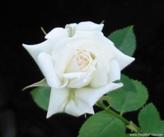 'Pacesetter' rose photo