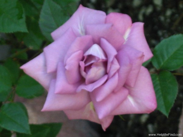 'Scentsational ™' rose photo