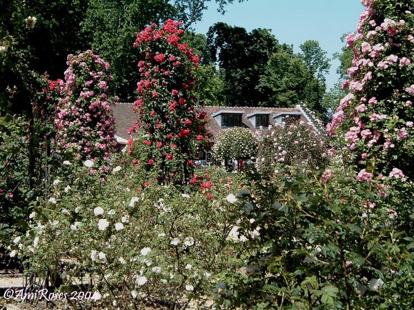 'Roseraie du Val-de-Marne à l'Haÿ-les-roses'  photo