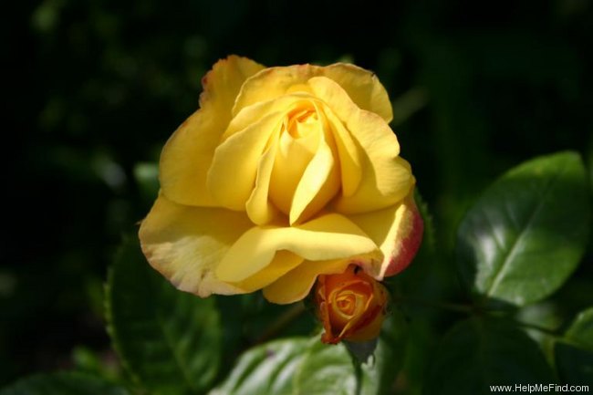 'Goldener Olymp (LCl, Kordes 1984)' rose photo