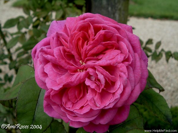 'Pauline Lansezeur' rose photo