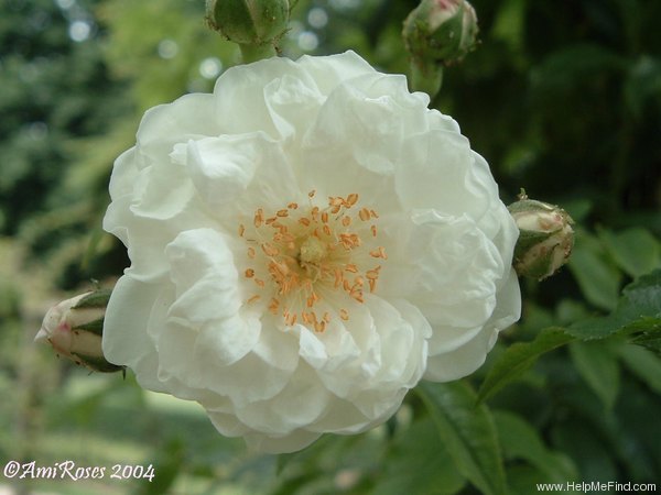 'Aimée Vibert, Cl. (Noisette, Curtis 1841)' rose photo