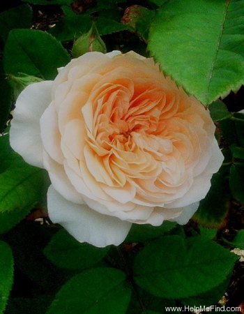 'Charles Austin ' rose photo