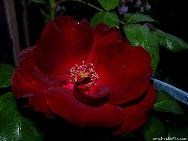 'Schwarzer Samt' rose photo