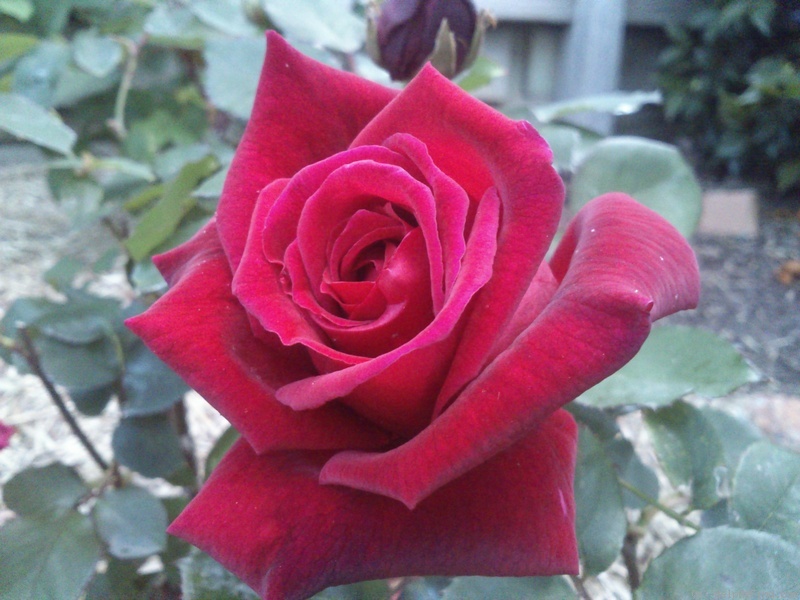 'Ena Harkness' rose photo