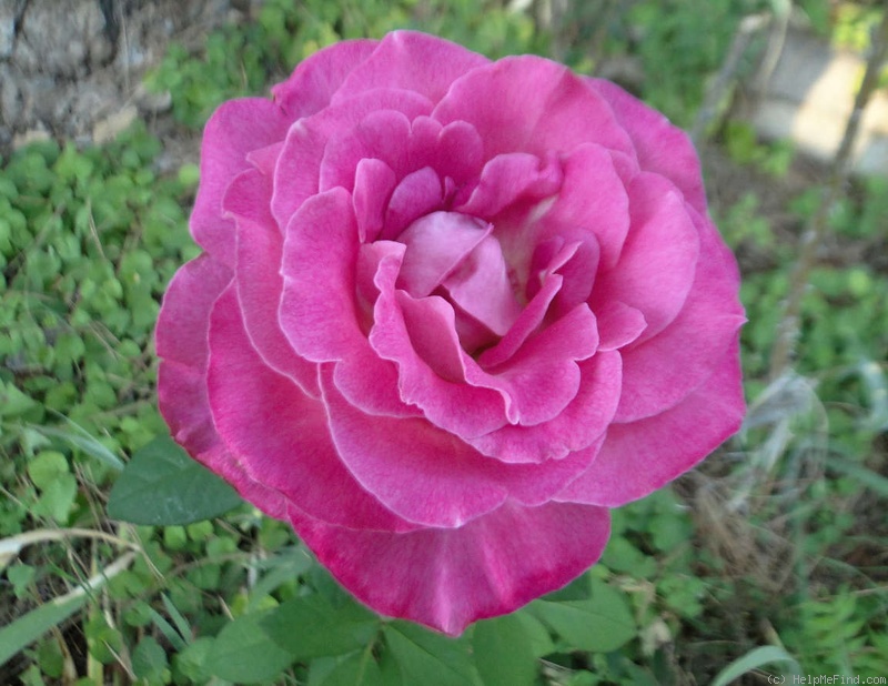 'High Esteem' rose photo