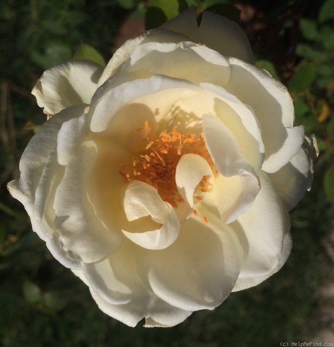 'Rex Anderson' rose photo