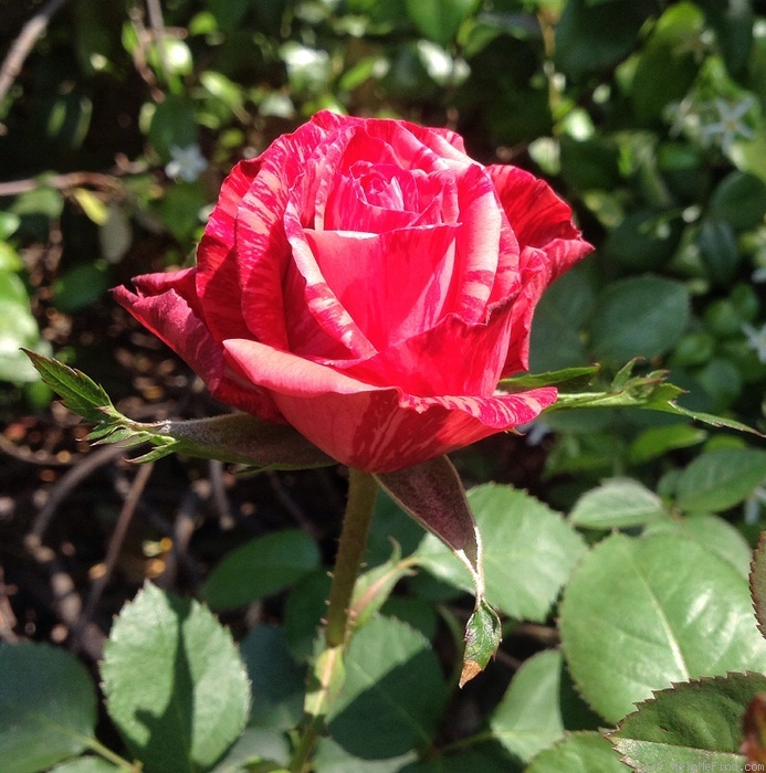 'Red Intuition' rose photo