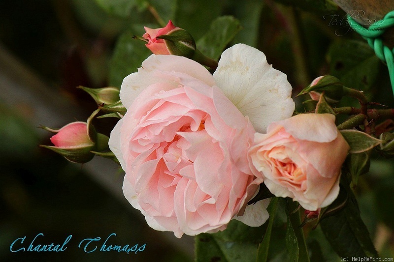 'Chantal Thomass ®' rose photo