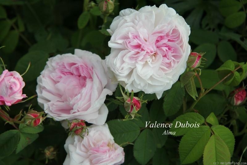 'Valence Dubois' rose photo