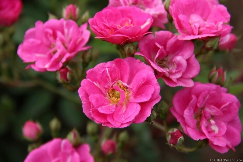 'Ariel ®' rose photo