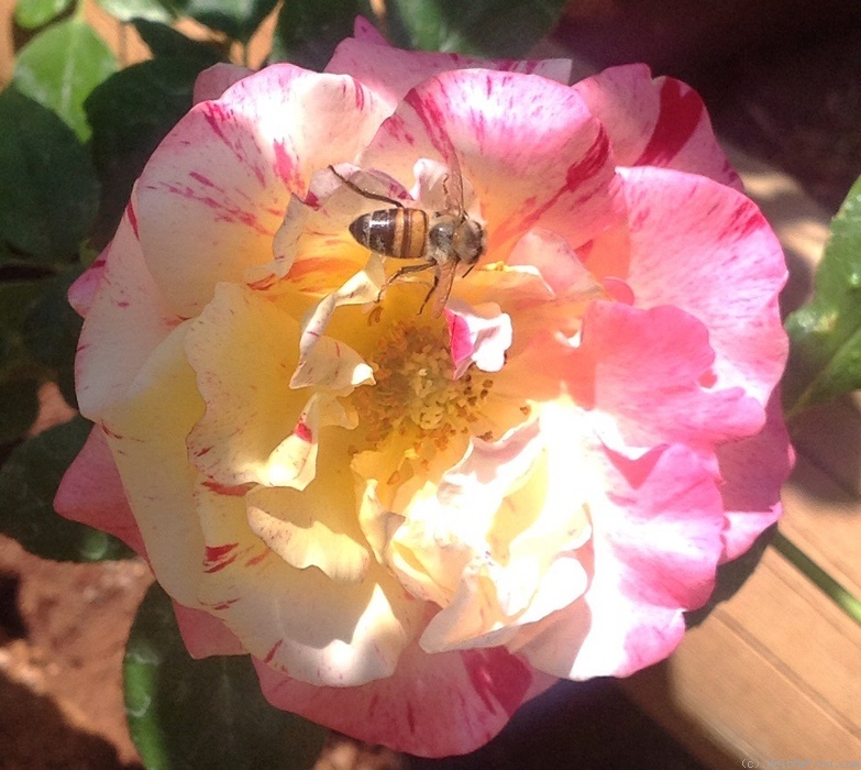 'Crazy Spire' rose photo