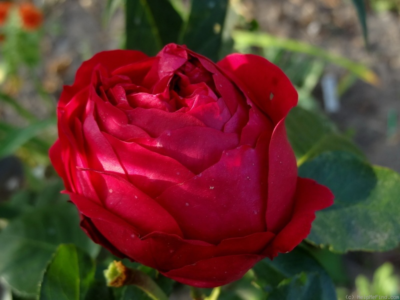 'Red Eden Rose' rose photo