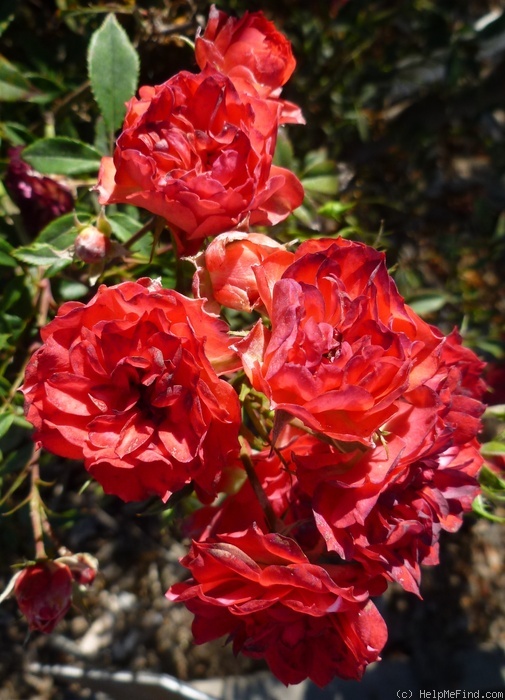 'Flaming Rosamini (miniature, De Ruiter 1987)' rose photo