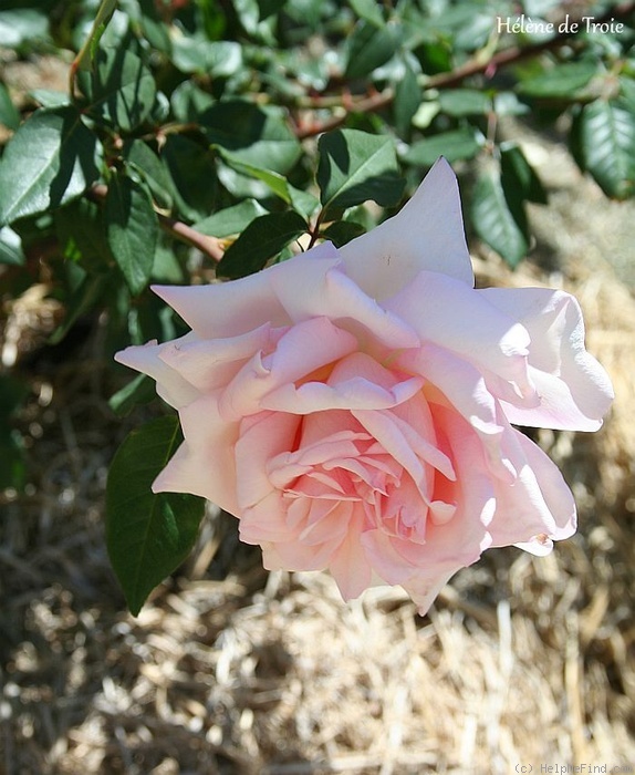 'Hélène de Troie' rose photo