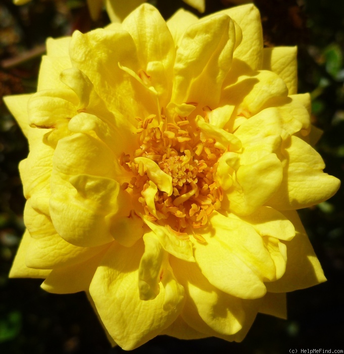 'Goldjuwel (mini-flora, Tantau, 1956)' rose photo