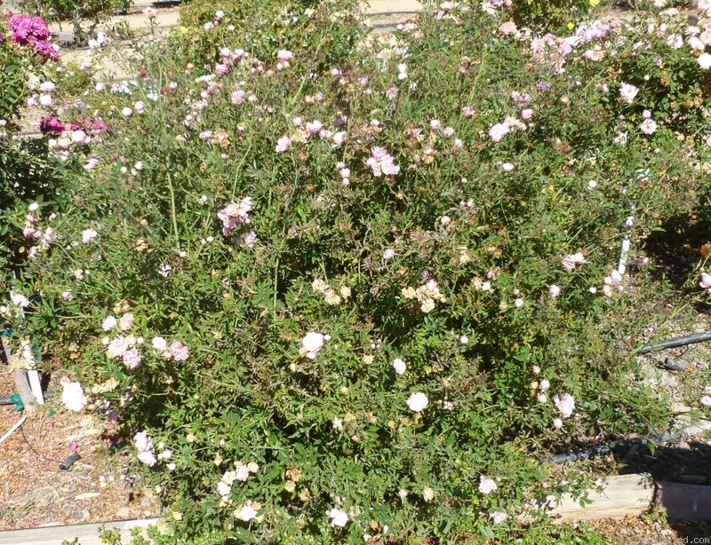 'Sakura-Hime' rose photo