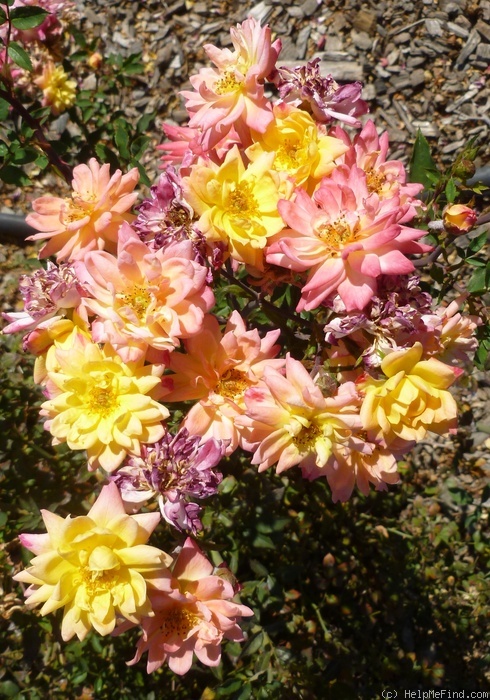 'Yellow Magic (miniature, Moore 1970)' rose photo