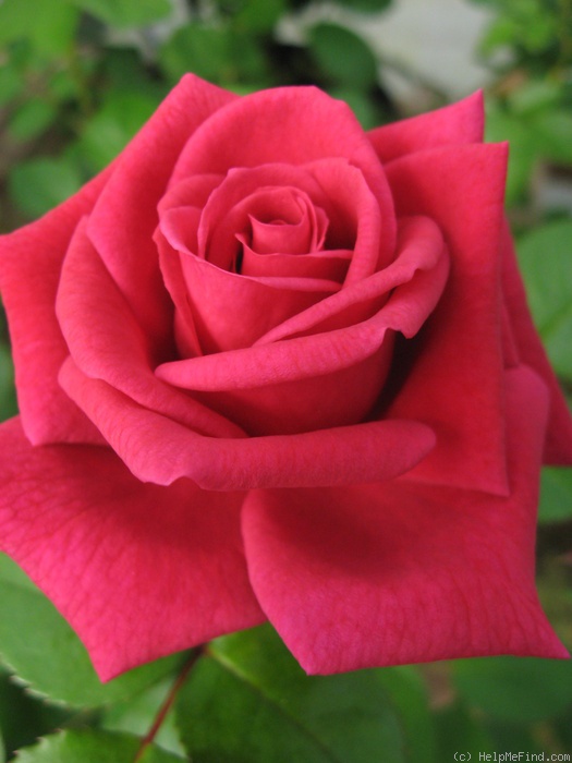 'Melanie Dowe' rose photo