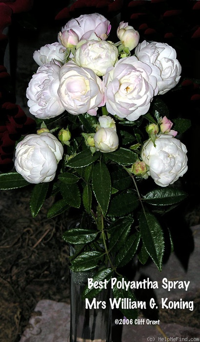 'Mrs. William G. Koning' rose photo