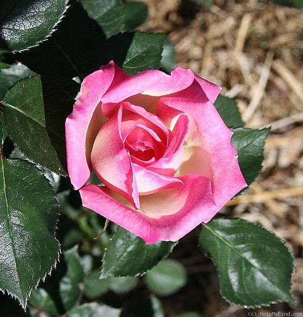 'K2 L34' rose photo