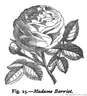 'Madame Barriot' rose photo
