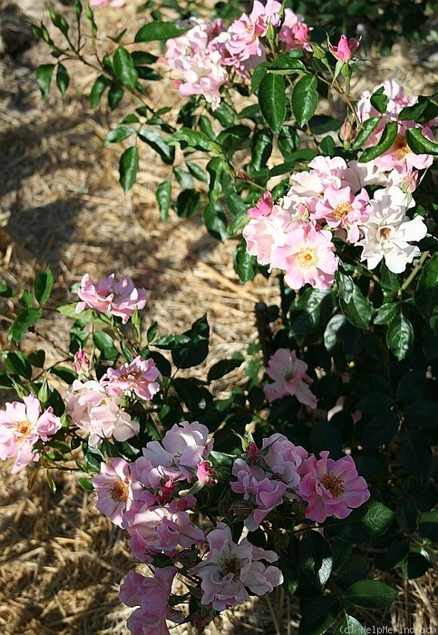 'Looking Cute' rose photo