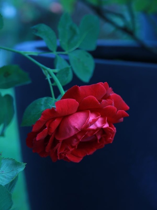 'Alfred Colomb (hybrid perpetual, Lacharme, 1865)' rose photo