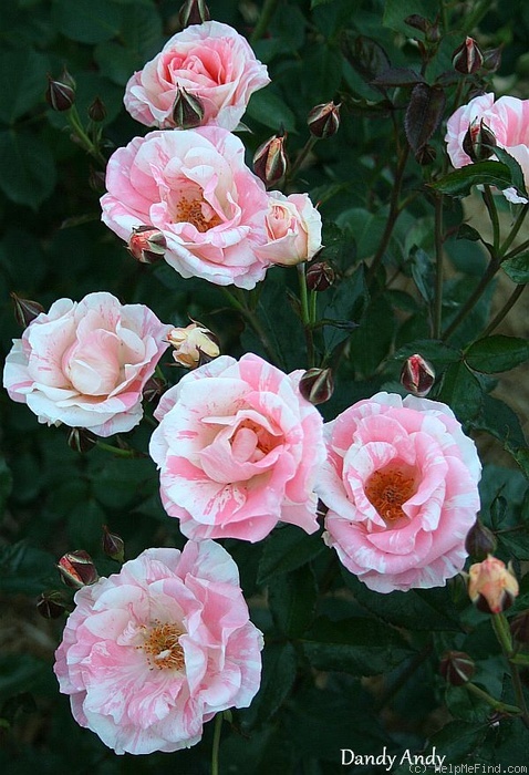 'Dandy Andy' rose photo