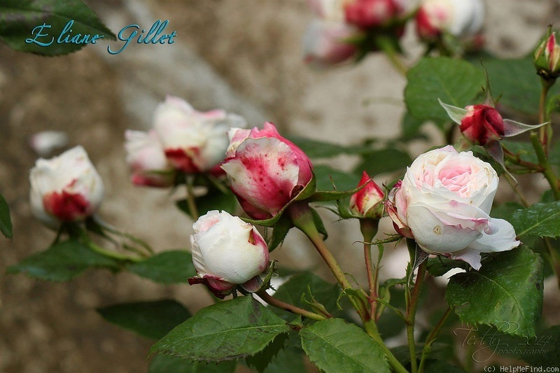 'Eliane Gillet ®' rose photo