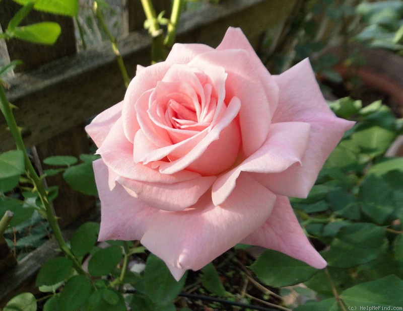 'Bridal Pink ™ (floribunda, Boerner before 1966)' rose photo