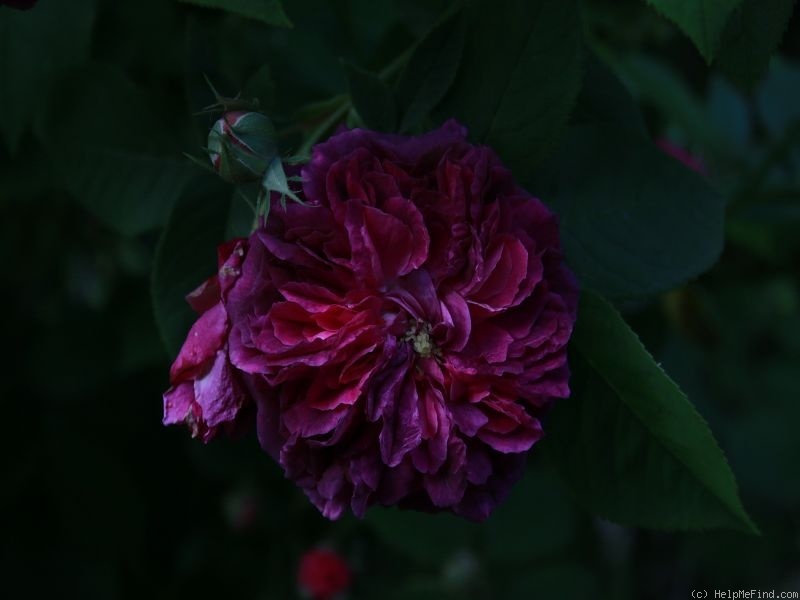 'Erinnerung an Brod' rose photo