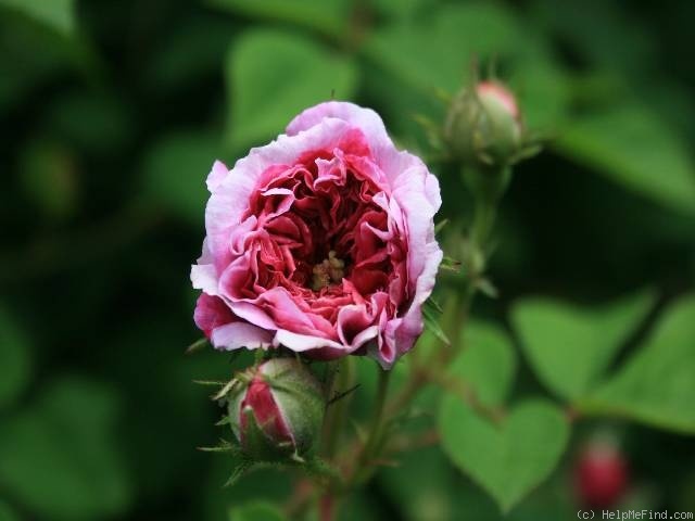 'Himmelsauge' rose photo