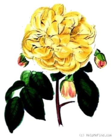 'Jaune Desprez' rose photo