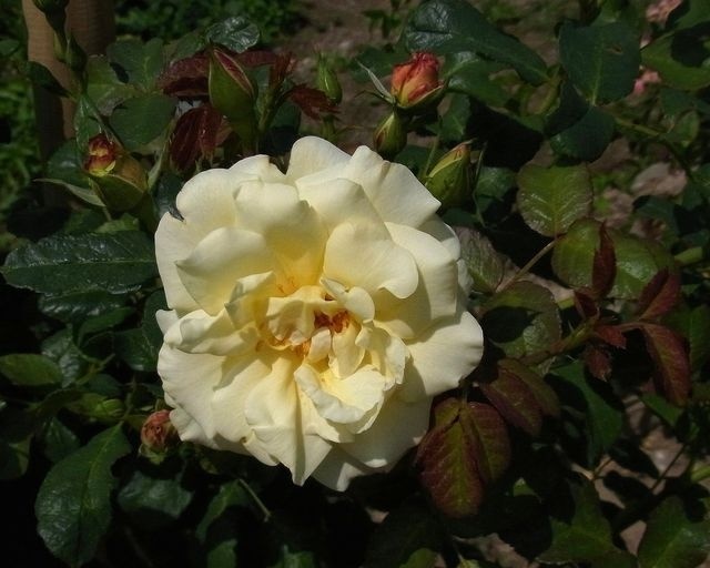 'Halloha' rose photo