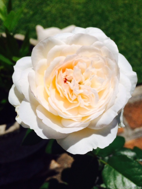 'Addictive Lure ®' rose photo