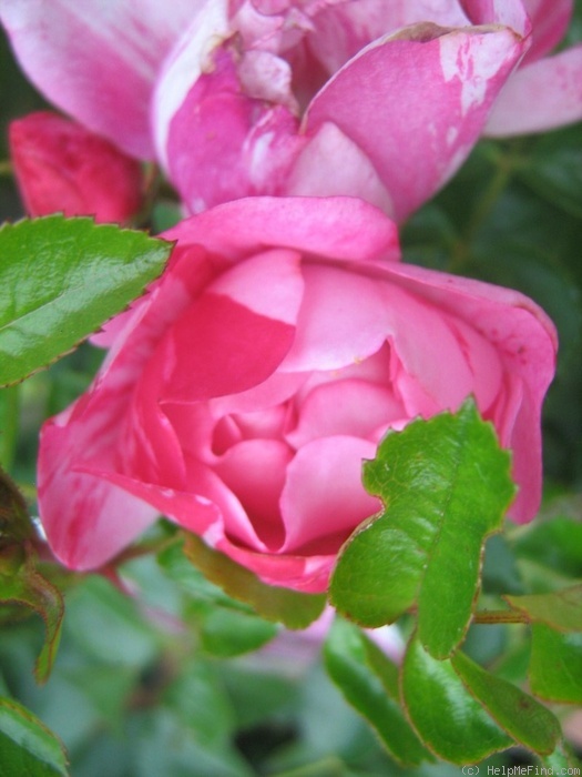 'Flower Carpet ® Pink Splash' rose photo