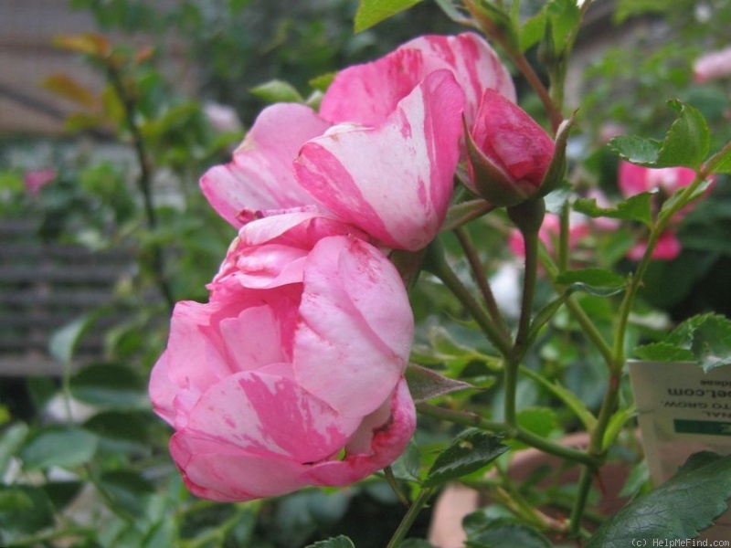 'Flower Carpet ® Pink Splash' rose photo