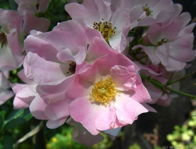 'Apfelino' rose photo
