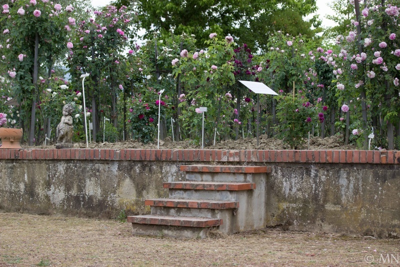 'Gianfranco and Carla Fineschi Foundation Rose Garden'  photo