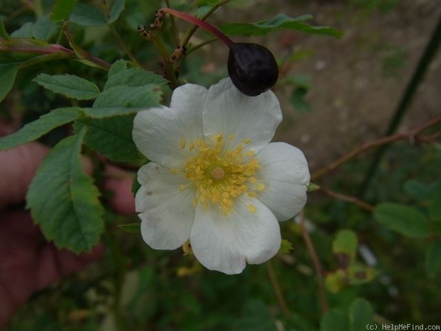 'Habegga Black' rose photo