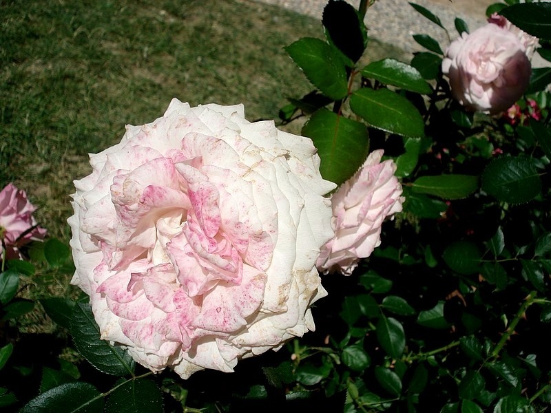 'Rosenfaszination ® (floribunda, Kordes, 2002)' rose photo