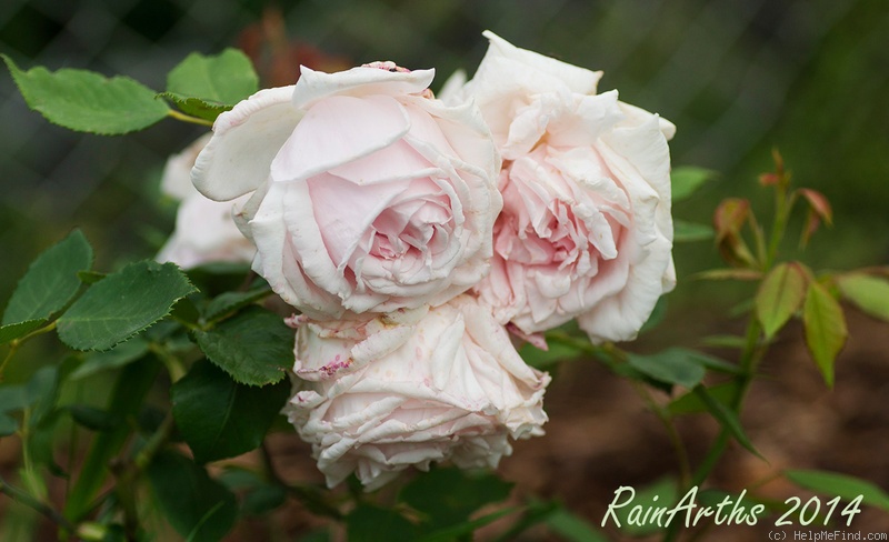 'Mary Corelly' rose photo